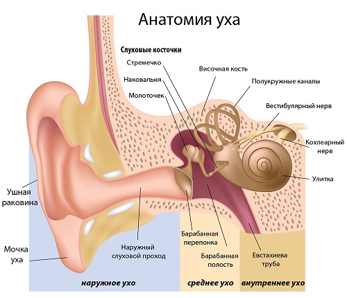 Отит - внешний, средний, внутренний. Локализация отита.
